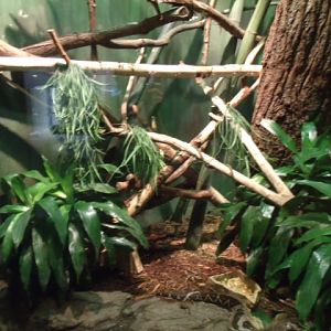 Common Boa/Green Iguana/Red-Footed Tortoise Enclosure