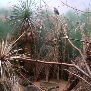 Northern White-Faced Scops Owl Enclosure
