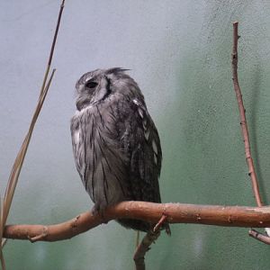Northern White-Faced Scops Owl