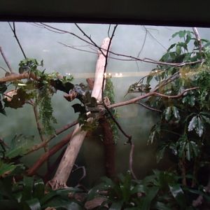 Black-Naped Fruit Dove Enclosure