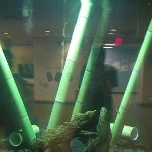 Fly River Turtle Enclosure