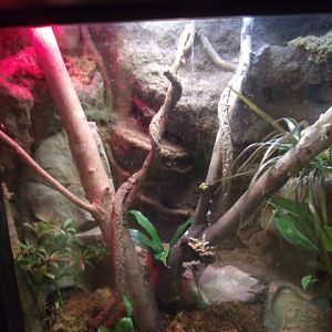 Henkel's Leaf-Tailed Gecko Enclosure
