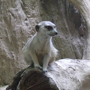 Slender-Tailed Meerkat