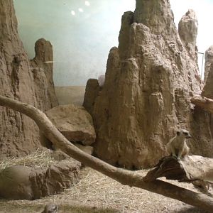Slender-Tailed Meerkat Enclosure