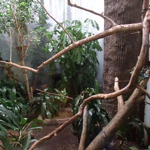 Pheasant Pigeon Enclosure