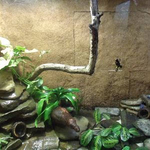 Poison Dart Frog Terrarium