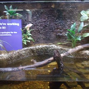 Renovated Exhibit #2