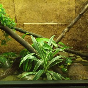 Chinese Crocodile Lizard Enclosure