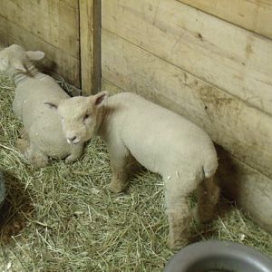 New Babydoll Sheep Lambs