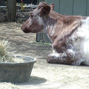 Domestic Cow