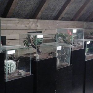 bird-eating spider enclosures