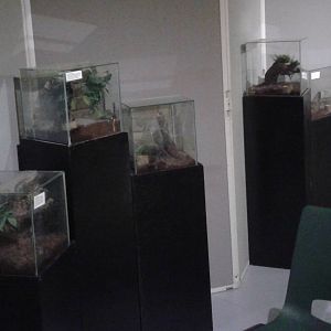 bird-eating speder enclosures