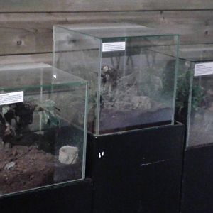 bird-eating spider enclosures