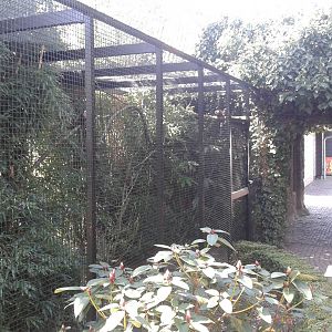 enclosure White-fronted marmoset