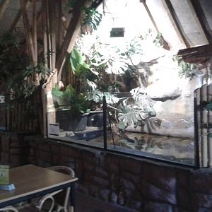 African dwarf crocodile enclosures