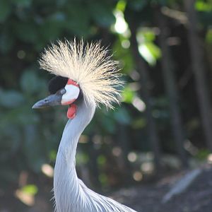 Grey crowned crane