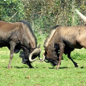 White-tailed gnus; Marwell; 20th April 2013