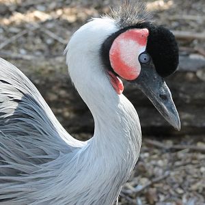 is this still a crowned crane ?