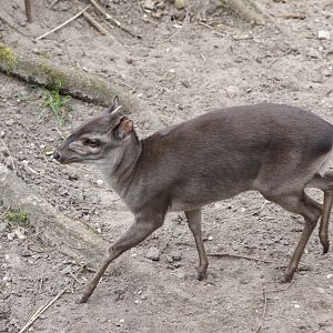Blue Duiker (Cephalophus monticola)