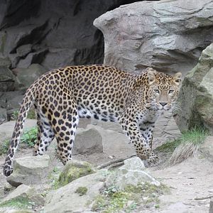 Sri Lankan Leopard (Panthera pardus kotiya)