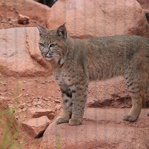 Bobcat (Lynx rufus)