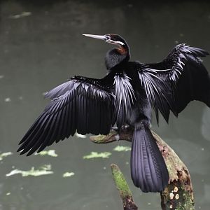 African darter (Anhinga rufa)