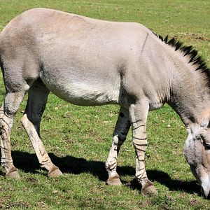 Somali wild ass; Marwell; 20th April 2013