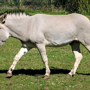 Somali wild ass; Marwell; 20th April 2013