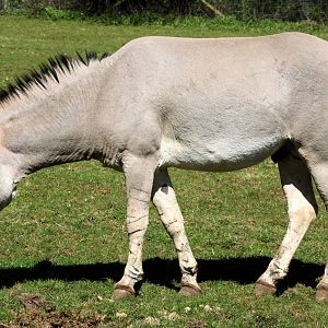 Somali wild ass; Marwell; 20th April 2013