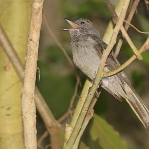Screaming Piha (Lipaugus vociferans)