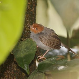 Ashy-headed Tailorbird (Orthotomus ruficeps)