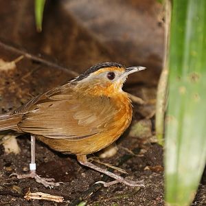 Black-capped babbler (Pellorneum capistratum)