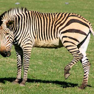 Hartmann's mountain zebra; Marwell; 20th April 2013