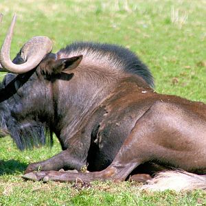 White-tailed gnu; Marwell; 20th April 2013