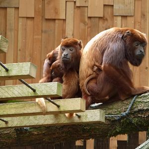 Red howler females with baby