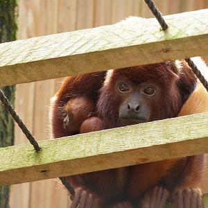 Red howler female with baby