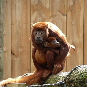 Second red howler female with baby