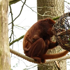 Red howler eating