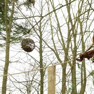Red howler approaching food