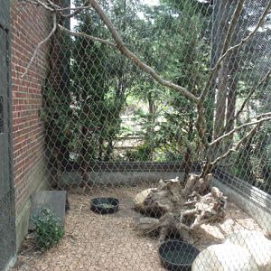 Silver Pheasant Enclosure
