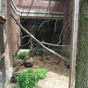 Golden Pheasant Enclosure