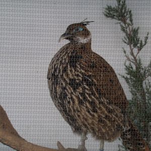 Himalayan Monal (Female)
