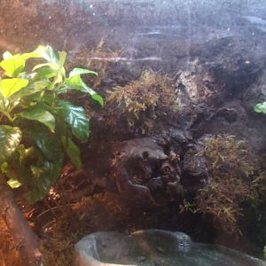 Red-Eyed Tree Frog/Lemur Tree Frog Enclosure