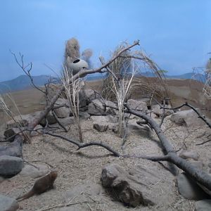 Dwarf Mongoose Enclosure