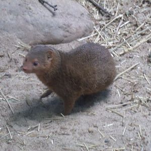 Dwarf Mongoose
