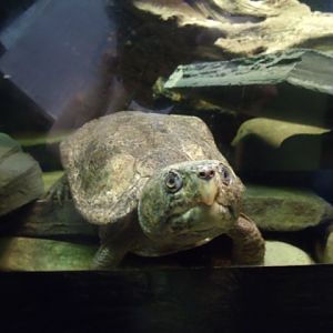 Big-Headed Turtle