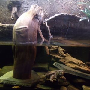 Big-Headed Turtle Terrarium