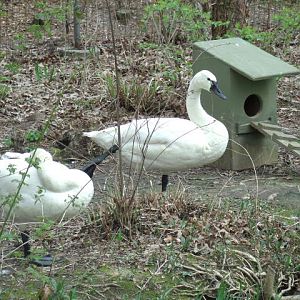 Whistling Swans