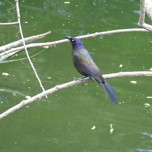 Common Grackle