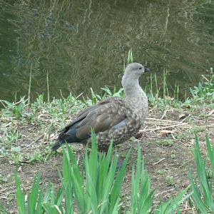 Blue-Winged Goose